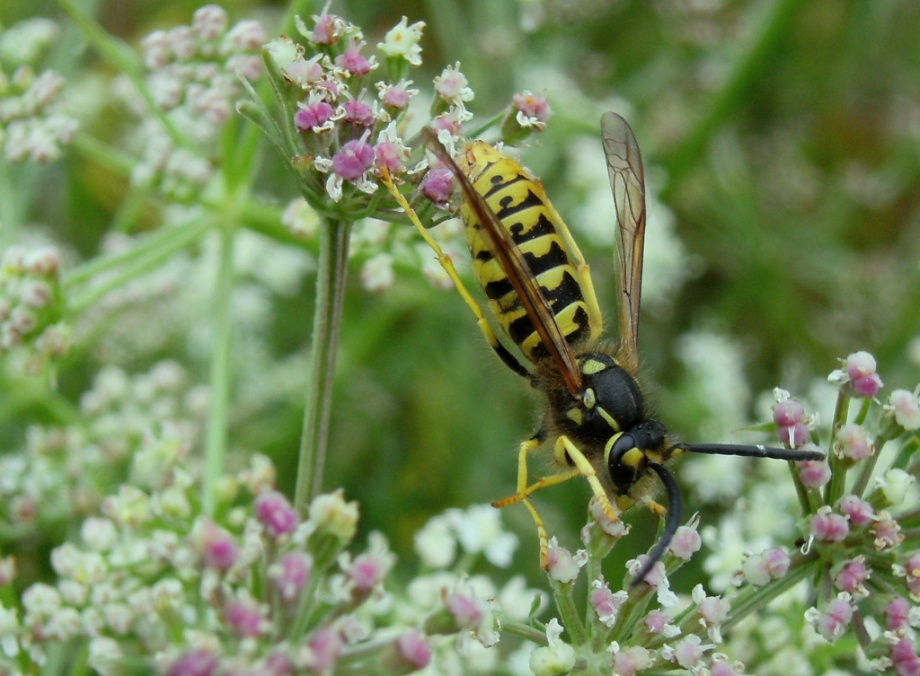 Insetti infreddoliti (Phaneroptera, Vespula, Polistes)